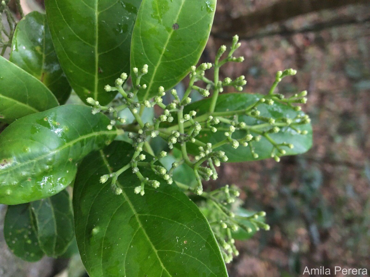 Mastixia tetrandra (Wight ex Thwaites) C.B.Clarke